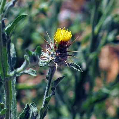 Malta starthistle 